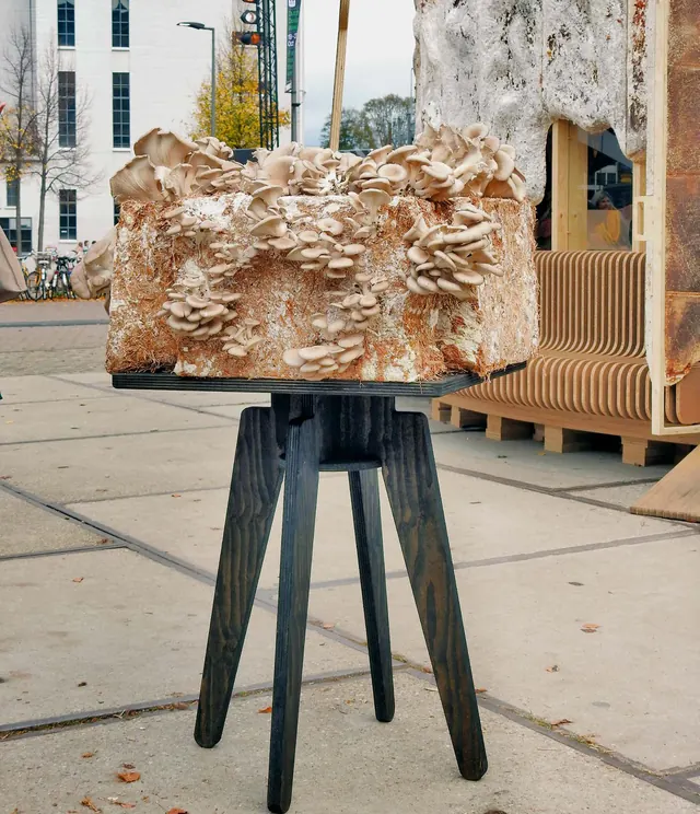 Oyster mushrooms growing from a block on a black stool